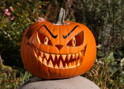 Камышане не прореагировали на тыквы перед наступающей полночью Хэллоуина