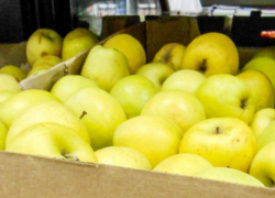 Сегодня, 2 ноября, известный волгоградский  "яблочный король" станет участником телешоу на ЦТ