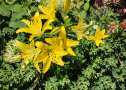 36-градусное пекло накроет Камышин сегодня, 5 июля