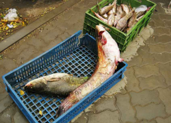 Неужели рыбу в Камышине нельзя продавать как-то иначе, чтобы не с мокрой и грязной земли? - камышанка