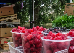 Малина и ежевика так и не успели подешеветь в Камышине за лето