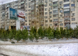 Продавцы елок устроили на 3-м городке Камышина "рощу" для удобства выбора, но очередей нет