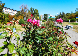 Североафриканский зной надвигается на Волгоградскую область