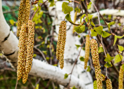 Камышанам советуют сосредоточиться на здоровье в период наступивших "березовых насморков"
