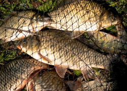 В Камышине полиция задержала браконьеров, ставящих сети во время  нереста рыбы