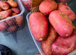 В Камышине стартовали продажи картошки на зиму: цены "кусачие"
