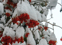 В Камышине в течение сегодняшнего дня, 12 февраля, потеплеет сразу на 12 градусов
