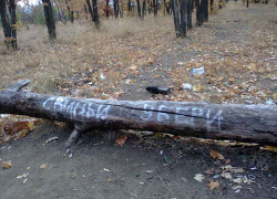 На корягах в замусоренном камышинском лесопитомнике появились отчаянные надписи "Свиньи, уберите!"