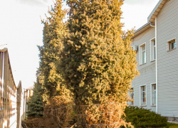 Куда хотят увезти наши елки с улицы Текстильной? - камышанка