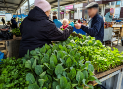 В Камышине в середине апреля начали активно торговать рассадой