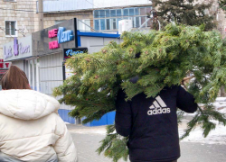 В Камышине среднего размера сосну можно купить за 3 тысячи рублей