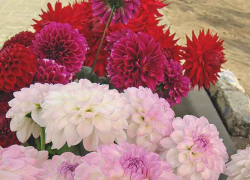 Днем жарко, а ночью дождь: погода в Камышине 11 августа