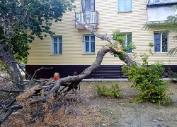 В Камышине ветром повалило старое дерево, которое опасно "исследуют" малыши: УК и в ус не дует! - камышанин