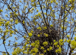 По границам парка Текстильщиков устраивают гнезда сороки - зачем они рядом с территорией отдыха? - камышанка