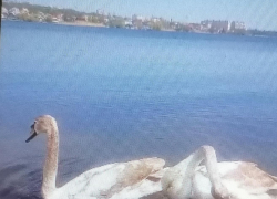 Видео с весенней "разминкой" лебедей на Камышинке выложили горожане в соцсетях 
