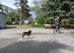 На сайтах камышинских администраций сообщают про что угодно, только не про дела камышинских администраций? - камышанка