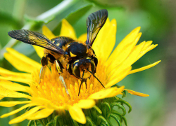 +30 покажут термометры в Камышине сегодня, 29 июля