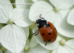 В Камышине адская жара немного ослабит свой натиск