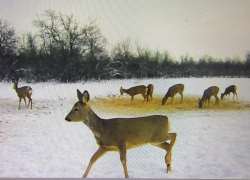 В Камышинском районе в полувольных условиях разводят фазанов, куропаток, благородных и пятнистых оленей, косуль