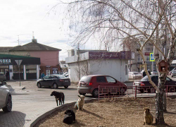 Бродячие собаки оккупировали площадку у "национального" памятника Камышина - Арбуза, - камышанка