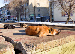 В Камышине предлагают из бюджета миллион тому, кто готов отлавливать и стерилизовать бродячих псов