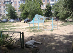 «Люди дороже, чем животные»: жители Волгоградской области рассказали про нападения уличных собак 
