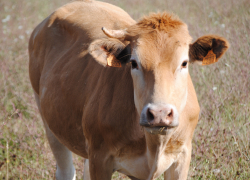 Очевидцы ДТП в Камышинском районе утверждают, что из-за одной коровы, которая паслась перед Новым годом на молодой траве, 2 машины улетели в кювет