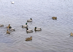  В Камышине 7 ноября прогнозируется хорошая погода, если не считать геомагнитного шквала