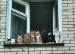 В Камышине судебные приставы занимались "кошачьей" историей