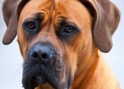 В Камышине на улице похитили бурбуля за 25 тысяч рублей