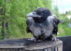 Кошмар в городе: из-за вороны МЧС пришлось оцепить школу, - "Блокнот Волжского"