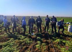 "Морковный" десант нелегалов накрыли в Волгоградской области