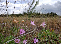 Сколько еще времени камышан не пустят в леса?
