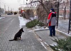 В Волгоградской области собаки бесятся чаще, чем в других регионах, и не только они 