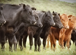  Покупатель мифического стада крупного рогатого скота за 80 тысяч рублей приехал в Камышин аж с Северного Кавказа… 
