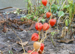 В Камышине в последний день осени все еще будут держаться плюсовые температуры (ВИДЕО)