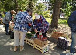В Камышине, несмотря на похолодание, начали торговать местной клубникой