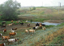 Администрация Камышинского района зарегистрировала права на "ничейные" земли
