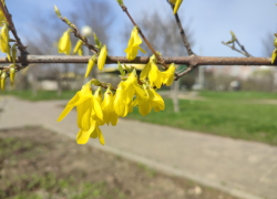 В Камышине потеплеет, а гроза "не состоится": погодная повестка на 16 апреля