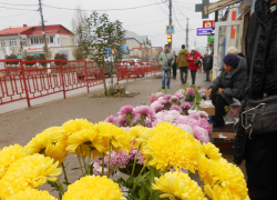 Аллеей хризантем стала в эти дни часть улицы Пролетарской вдоль центрального рынка