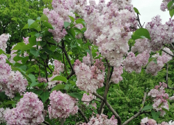 Молодой заместитель директора школы скончался в день последнего звонка в Волгоградской области