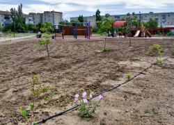 В Камышине в парке Текстильщиков распустились первые робкие петунии (ВИДЕО)