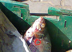 Администрация Камышина узаконила рынок на земле у "Победы", а следить за санитарией кто будет? - камышанка