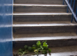 Не могу понять, как устроен мозг у этих бестолочей, выдирающих цветы из горшков с корнями! - камышанка