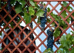 В Камышине молодой человек поссорился с женой и покончил с собой в винограднике