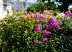 Волгоградская область утонет в тумане