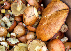 Можно ли собирать грибы осенью-2024 в лесах в Волгоградской области: ответ чиновников 