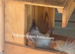 Камышане переживают в соцсетях за судьбу нового бельчонка, поселившегося в парке Комсомольцев-добровольцев