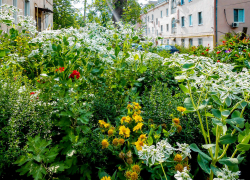 В Камышине внесены изменения в документ о конкурсе на самый цветущий двор