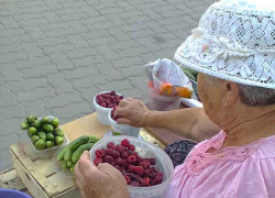 В Камышине поспел второй урожай малины, но...